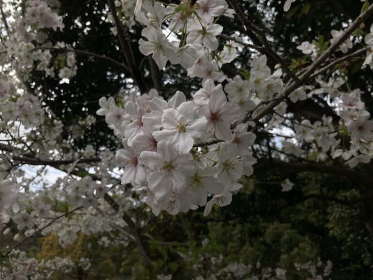 月曜日 シェケレ/コンガ・クラス